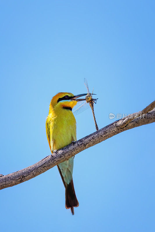 彩虹食蜂鸟(Merops ornatus)